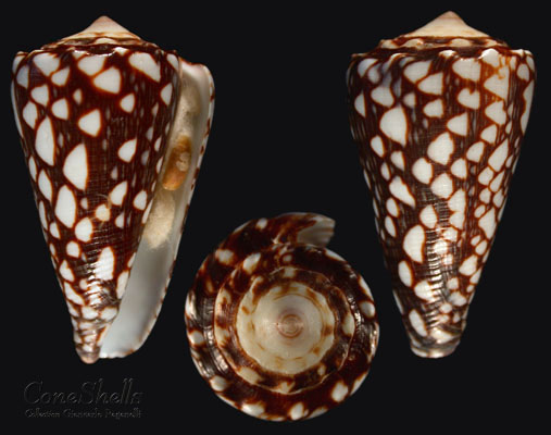 Conus marmoreus