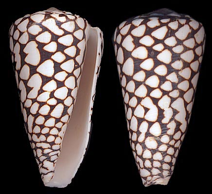 Conus marmoreus