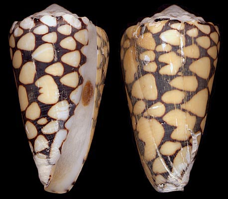 Conus marmoreus