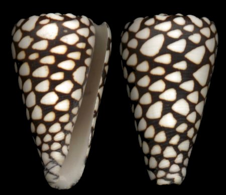 Conus marmoreus