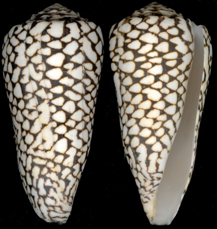 Conus marmoreus