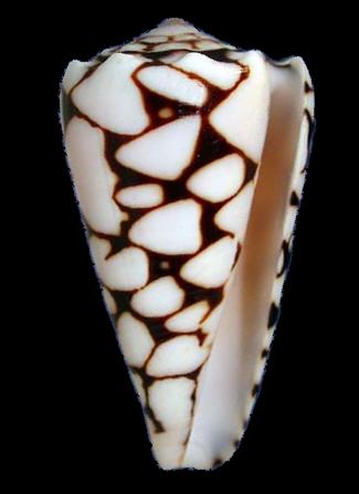 Conus marmoreus