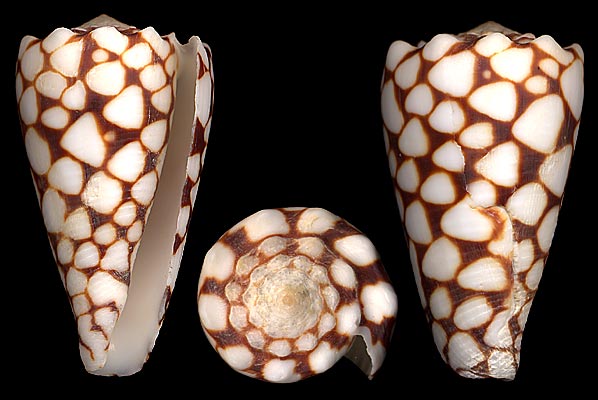 Conus marmoreus