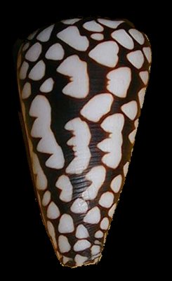 Conus marmoreus