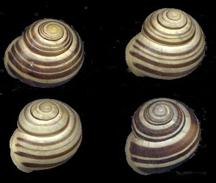 Gartenschnecke (Cepaea hortensis)