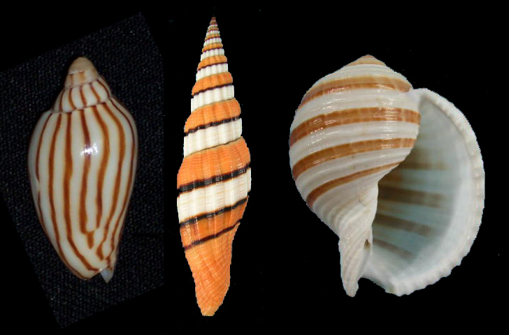 V.l.n.r.: Amoria dampieria, Vexillum regina & Tonna sulcosa