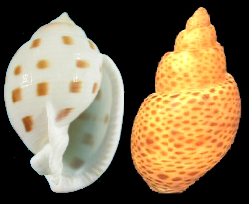 V.l.n.r.: Phalium bisculata pila & Babylonia papillaris